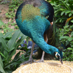 小交通模块 