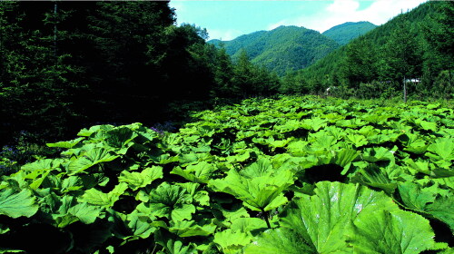 野荷谷固原六盘山森林公园沙湖西部影城水洞沟西夏王陵6日游固原避暑