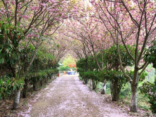 以往國慶山東青島游價(jià)格_山東青島半自助游_山東青島旅游跟團(tuán)多少錢