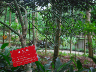海南三亞特價(jià)旅游團(tuán)報(bào)價(jià)_去海南三亞游怎么省錢_旅游去海南三亞