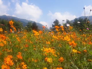 重慶跟團(tuán)游與自由行_重慶旅游幾月份最便宜_重慶幾月份適合旅游