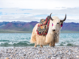 西藏旅游_西藏北部旅游_国外旅游西藏