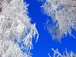 旅游去亞布力雪鄉(xiāng)_亞布力雪鄉(xiāng)自由游價(jià)格多少_亞布力雪鄉(xiāng)最佳旅游路線