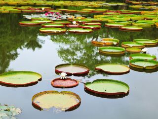 云南西雙版納九月旅游_去云南西雙版納報團多少錢_云南西雙版納游跟團