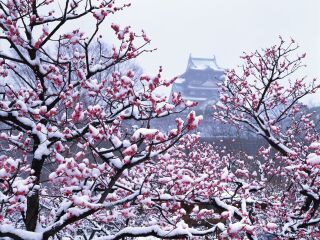 跟团去日本旅游报价_去日本旅游哪家好_深圳去日本旅游团