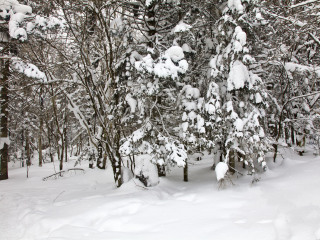 亞布力雪鄉(xiāng)旅游要多少錢2021_亞布力雪鄉(xiāng)半自由行_特價(jià)亞布力雪鄉(xiāng)游