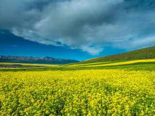 青海湖旅行團(tuán)_青海湖旅行團(tuán)自由行_2021去青海湖旅游團(tuán)報價