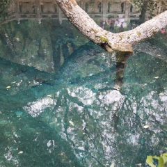 蝴蝶泉 景点模块