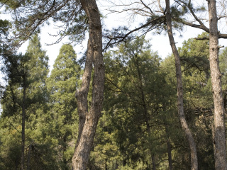 西双版纳游特价团_西双版纳十日旅游价格_深圳去西双版纳旅游费用