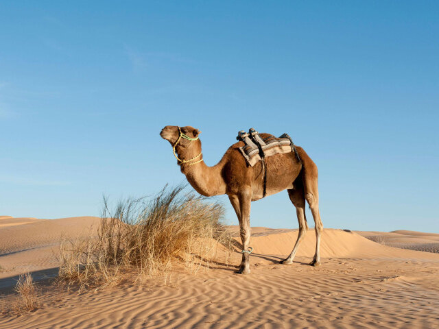<突尼斯+埃及13日游游