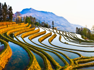 跟团罗平油菜花旅游_罗平油菜花散客旅游_8月罗平油菜花旅游