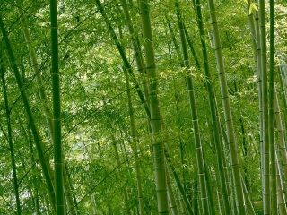西雙版納八月份旅游_西雙版納報團旅游多少錢_西雙版納游 旅行團