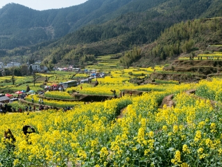 婺源報(bào)團(tuán)旅游多少錢_跟團(tuán)婺源旅游價(jià)格表_婺源旅游要多少錢跟團(tuán)