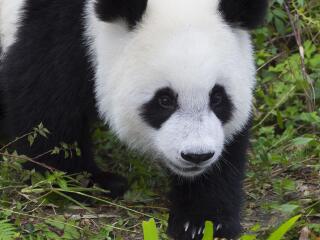 都江堰旅游需要多少錢_深圳到都江堰旅游報(bào)價(jià)_都江堰游跟團(tuán)多少錢2021