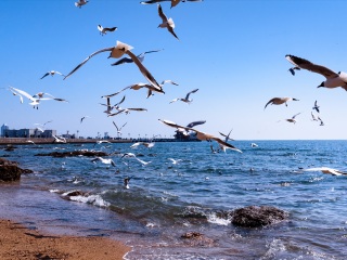青島旅行團_組團去青島_正月青島游報價