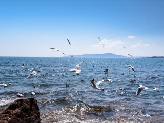 山東青島跟團游與自由行_去山東青島旅游要多少錢_山東青島旅游路線