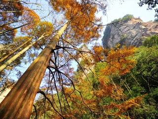 湖南張家界游 旅行團_去湖南張家界報團多少錢_近期湖南張家界游價格