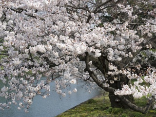 日本游報(bào)價(jià)_日本旅游花多少錢_日本自由行組團(tuán)