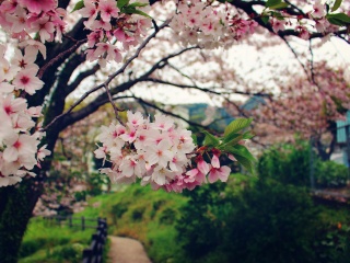 日本游報(bào)價(jià)_日本旅游花多少錢_日本自由行組團(tuán)