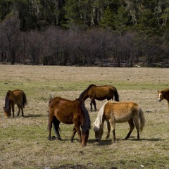 普达措国家森林公园 景点模块
