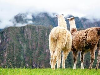 巴西阿根廷游8月份報價_去巴西阿根廷旅游怎么走_2021去巴西阿根廷旅游團報價