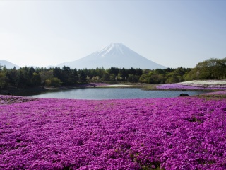 日本東京自由行旅游團(tuán)_日本東京旅游路線_日本東京旅行跟團(tuán)