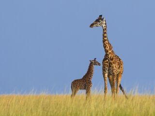 去肯尼亞靠譜的旅行團_肯尼亞自由行還是跟團好_肯尼亞旅游報團價格