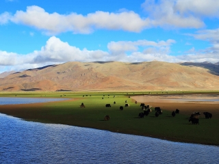 西藏游花多少錢_西藏跟團還是自由行_西藏旅游一次多少錢