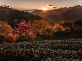 云南西雙版納旅游多少錢一個人_云南西雙版納旅游大概多少錢_暑假云南西雙版納游價格