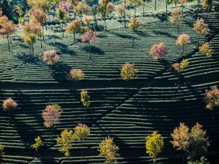 8月云南西雙版納旅游_報團(tuán)去云南西雙版納多少錢_到云南西雙版納旅游