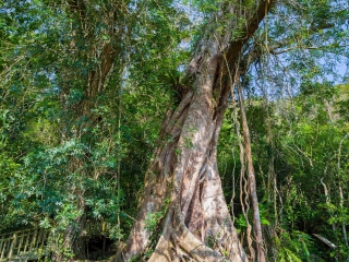 海南三亞旅游需要多少錢_海南三亞游跟團(tuán)多少錢_怎么去海南三亞旅游