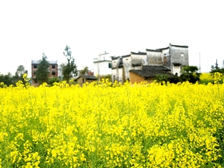 婺源報(bào)團(tuán)旅游多少錢_跟團(tuán)婺源旅游價(jià)格表_婺源旅游要多少錢跟團(tuán)