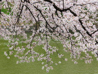 到日本6天游_去日本旅行报团_日本旅游最佳