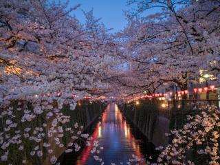 到日本6天游_去日本旅行报团_日本旅游最佳