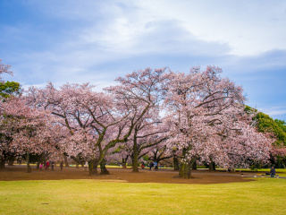 日本旅游线路_日本普吉旅游报价_日本最高端旅游