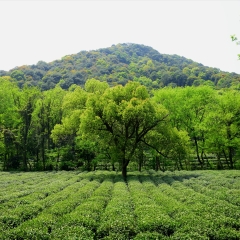 餐饮模块 