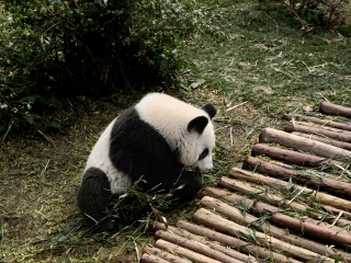 深圳特價(jià)都江堰游_都江堰旅游大約多少錢_都江堰最適合旅游的季節(jié)