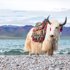 那曲唐古拉山脉_5964_5796 景点模块