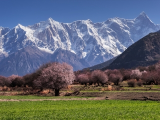 西藏游花多少錢_西藏跟團還是自由行_西藏旅游一次多少錢