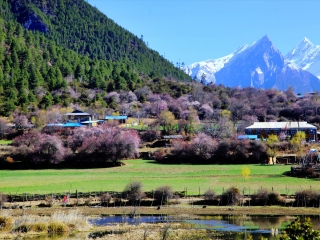 西藏旅游纯玩跟团_西藏十日旅游_去旅游西藏