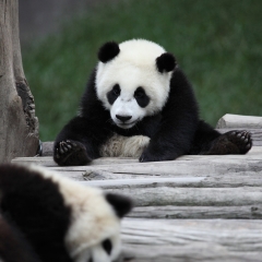 景点模块 