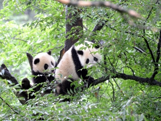成都旅游多少錢(qián)_成都游價(jià)格