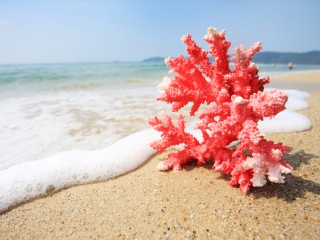 旅游團(tuán)海南三亞_海南三亞旅游需要多少錢_海南三亞游花多少錢