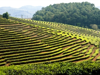 云南西雙版納旅游多少錢一個人_云南西雙版納旅游大概多少錢_暑假云南西雙版納游價格