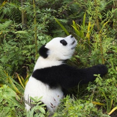 活动模块 