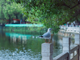 丽江7日旅游价格_去丽江旅游的报价_去丽江旅游团多少钱