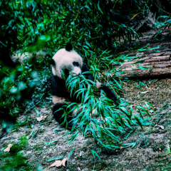 景点模块 