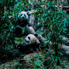 景点模块 
