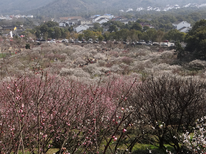 到景區,沿途的路邊就已經看到很多梅花吐蕊,盛情綻放,進入香雪海景區