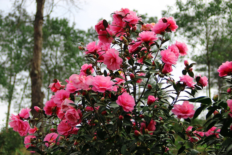 茶花源風景區是國內單體面積大的茶花園,為華中地區大的茶花品種基地.